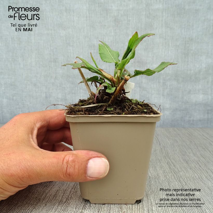 Exemplaar van Persicaria amplexicaulis Pink Elephant - Duizendknoop Kweekpotje van 8/9 cm zoals geleverd in de lente