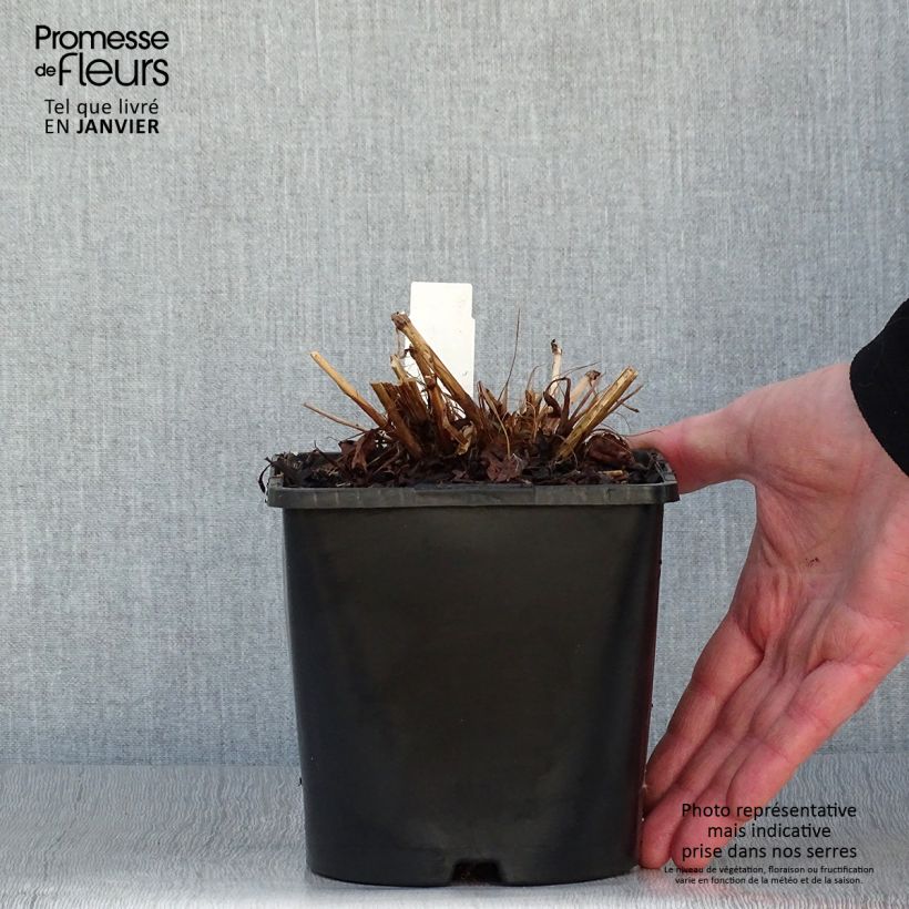 Exemplaar van Renouée - Persicaria amplexicaulis Pink Elephant Pot de 1,5L/2L zoals geleverd in de winter