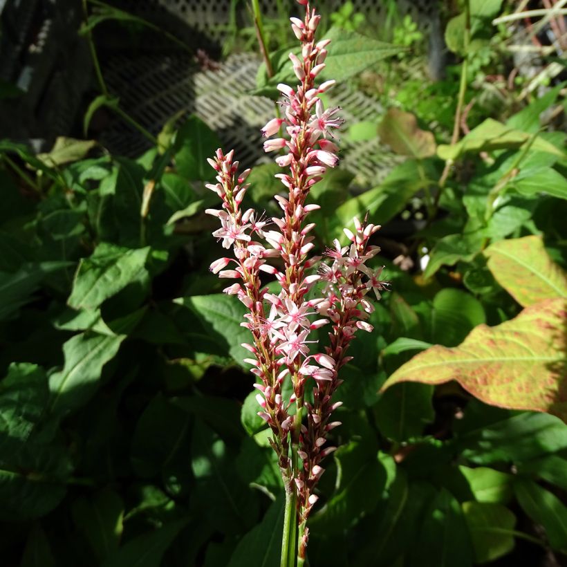 Persicaria amplexicaulis Rosea - Duizendknoop (Bloei)