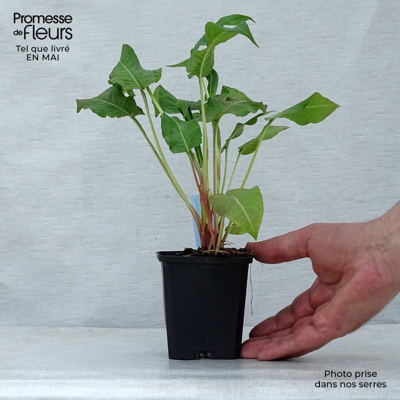 Exemplaar van Persicaria amplexicaulis Rosea - Duizendknoop Kweekpotje van 8/9 cm zoals geleverd in de lente