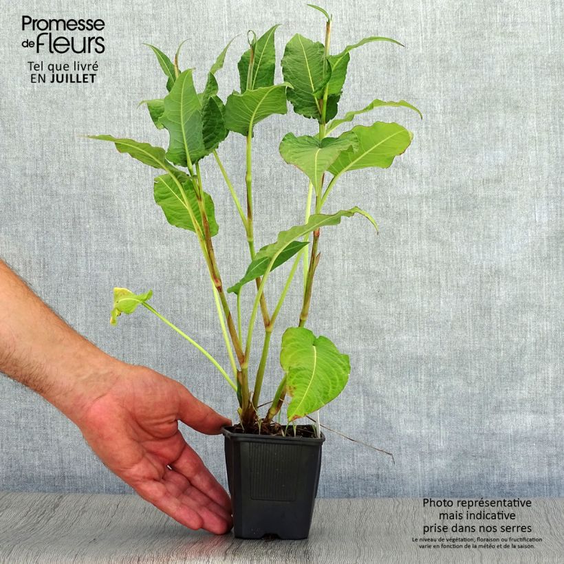 Exemplaar van Persicaria amplexicaulis Rosea - Duizendknoop Kweekpotje van 8/9 cm zoals geleverd in de zomer