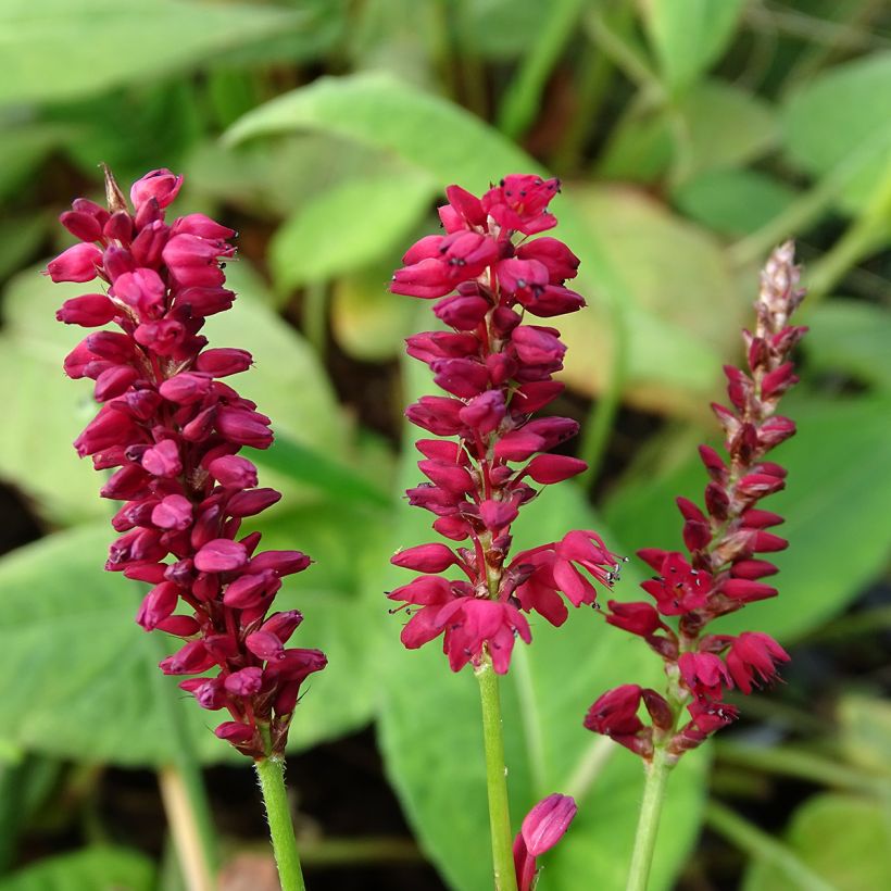 Persicaria amplexicaulis Taurus - Duizendknoop (Bloei)