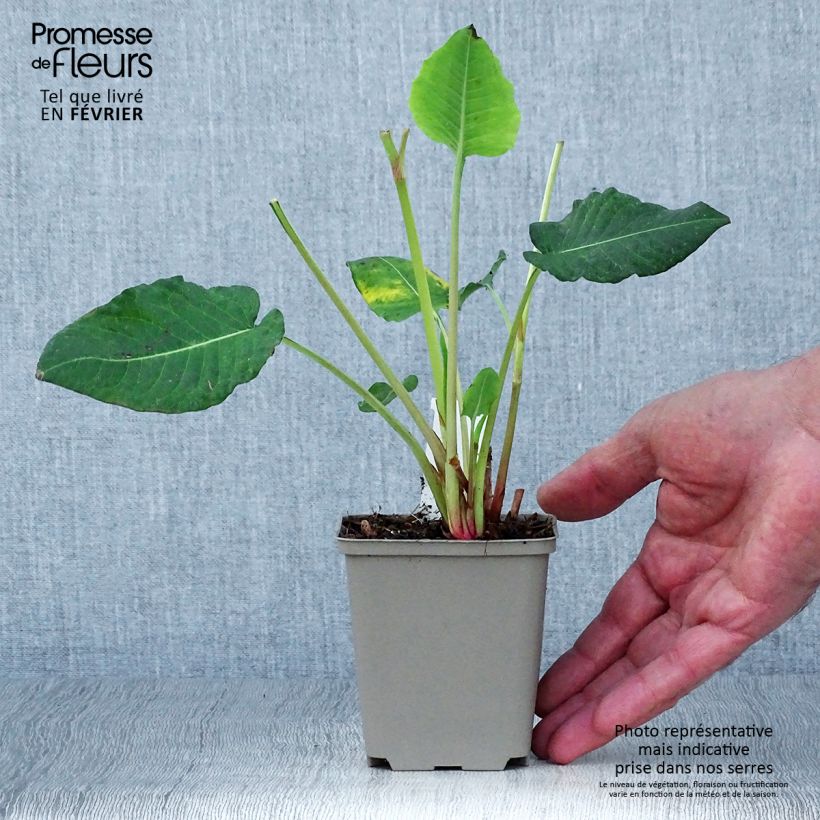 Exemplaar van Persicaria amplexicaulis Vesuvius - Duizendknoop Kweekpotje van 8/9 cm zoals geleverd in de herfst