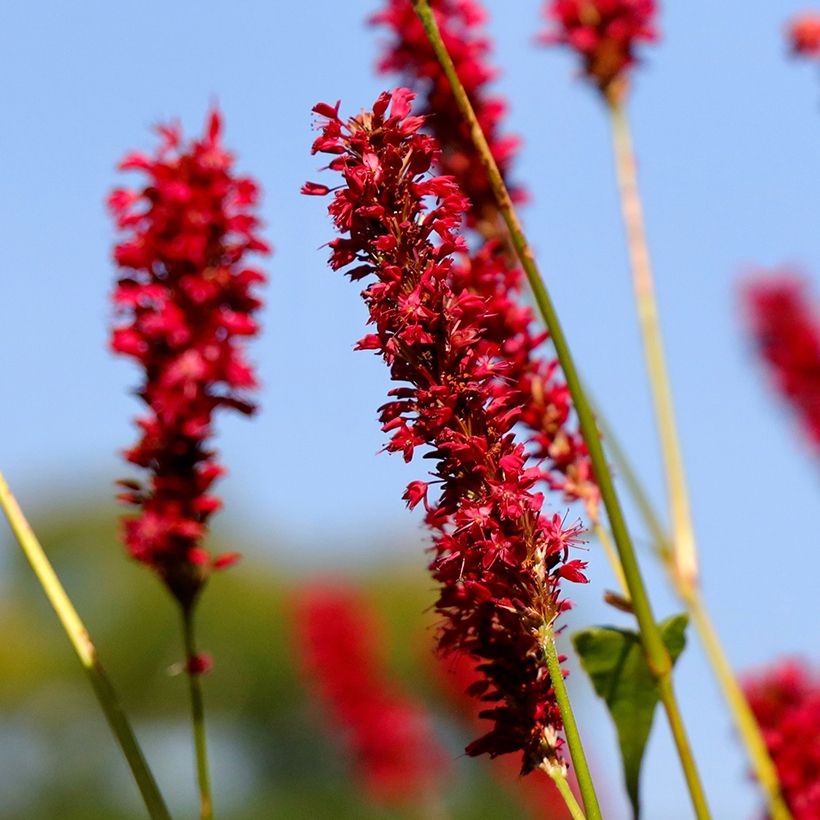 Persicaria amplexicaulis Vesuvius - Duizendknoop (Bloei)
