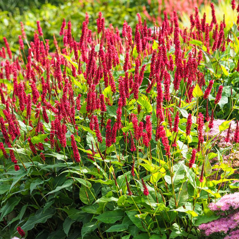 Persicaria amplexicaulis Vesuvius - Duizendknoop (Groeiplaats)