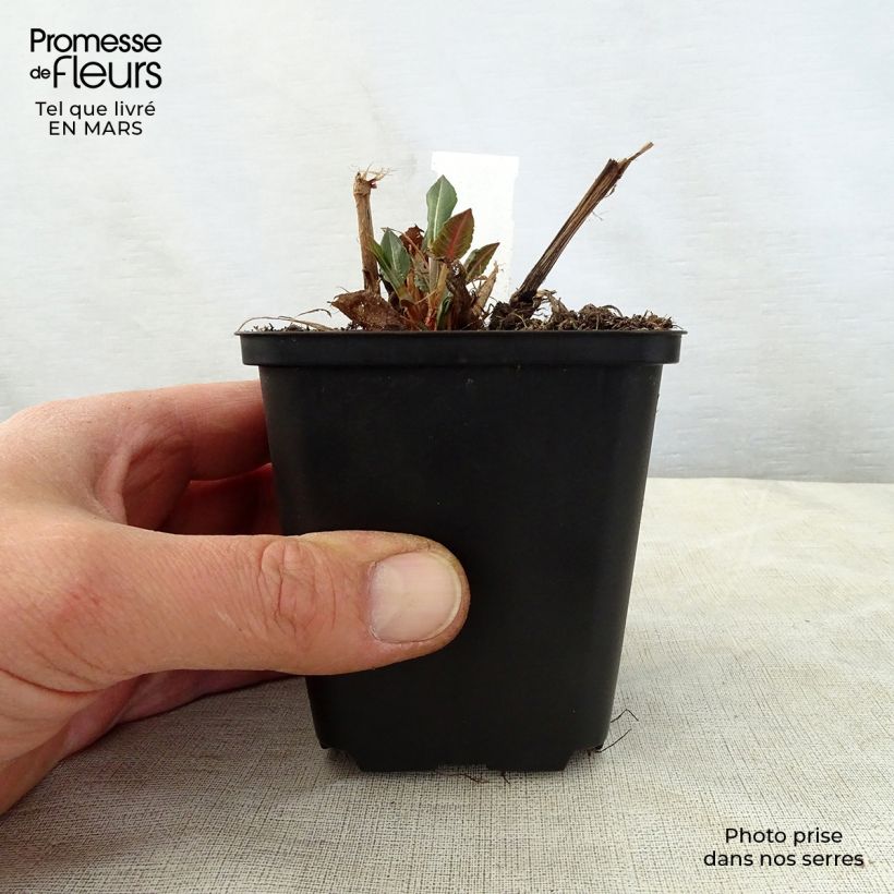 Exemplaar van Persicaria amplexicaulis White Eastfield - Duizendknoop Kweekpotje van 8/9 cm zoals geleverd in de lente