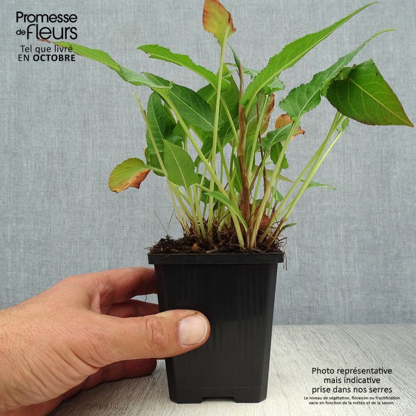 Exemplaar van Persicaria amplexicaulis White Eastfield - Duizendknoop Kweekpotje van 8/9 cm zoals geleverd in de herfst