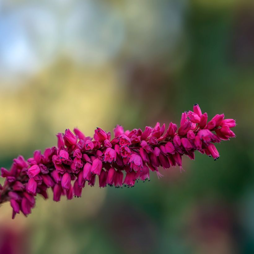 Persicaria amplexicaulis var. pendula - Duizendknoop (Bloei)