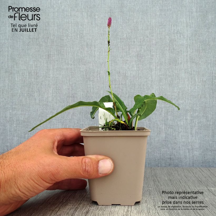 Exemplaar van Persicaria bistorta Hohe Tatra - Adderwortel Kweekpotje van 8/9 cm zoals geleverd in de zomer