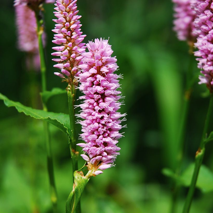 Persicaria bistorta Superba - Adderwortel (Bloei)