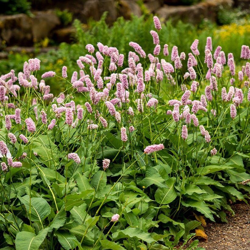 Persicaria bistorta Superba - Adderwortel (Groeiplaats)
