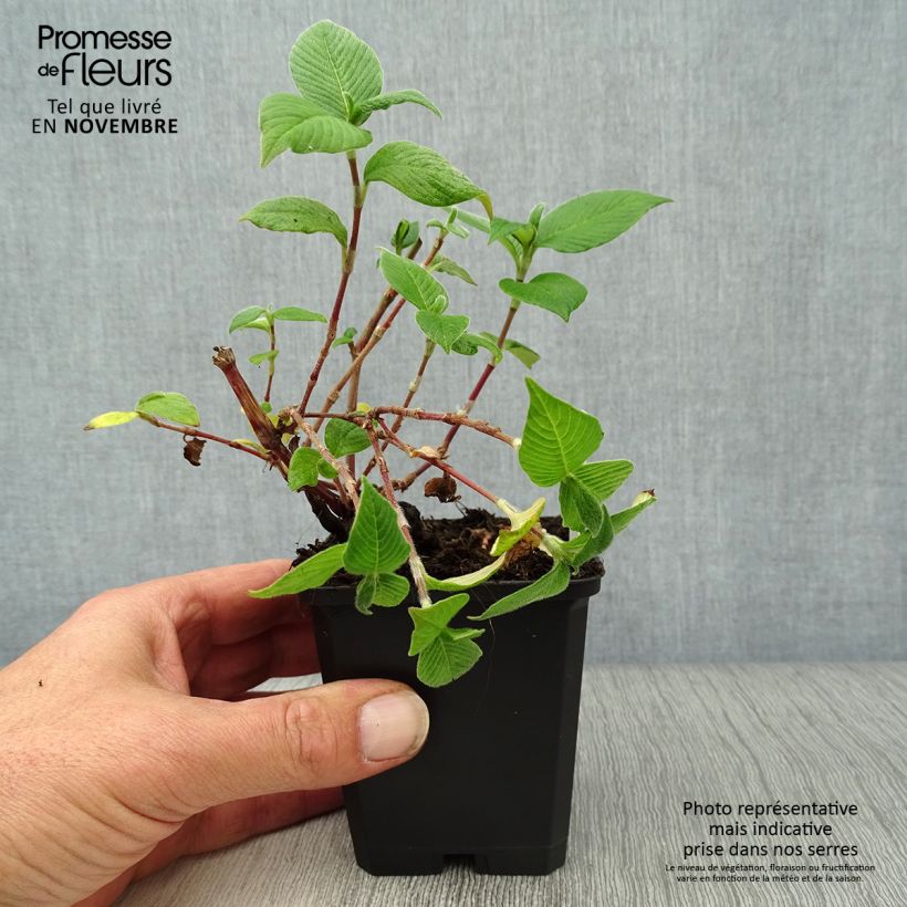 Exemplaar van Persicaria campanulata - Klokjesduizendknoop Kweekpotje van 8/9 cm zoals geleverd in de herfst