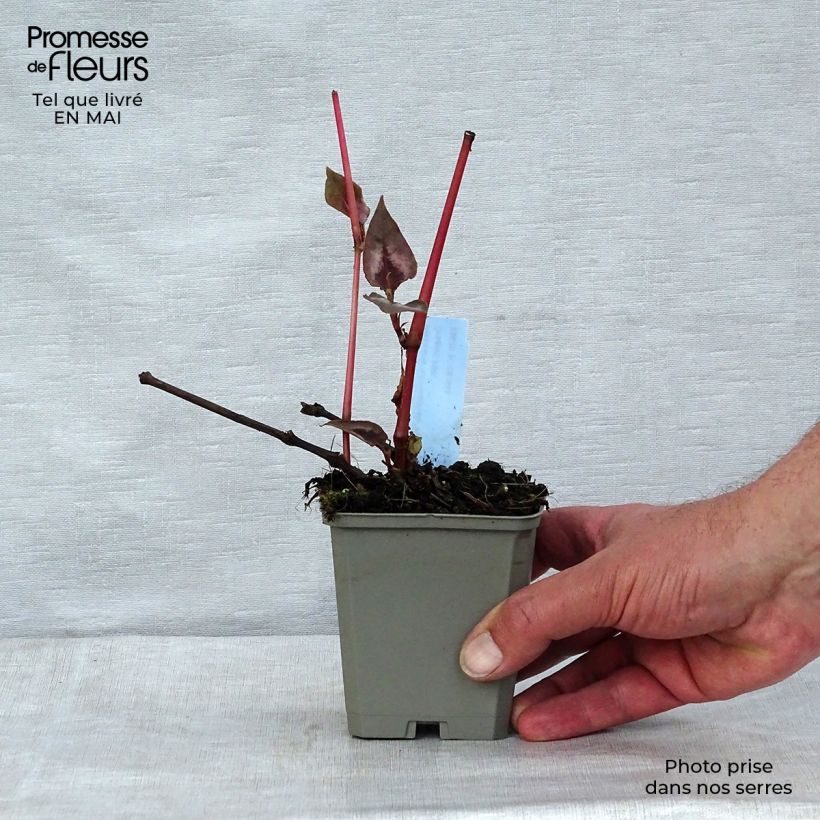 Example of Persicaria microcephala Red Dragon - Duizendknoop Kweekpotje van 8/9 cm as you get in printemps