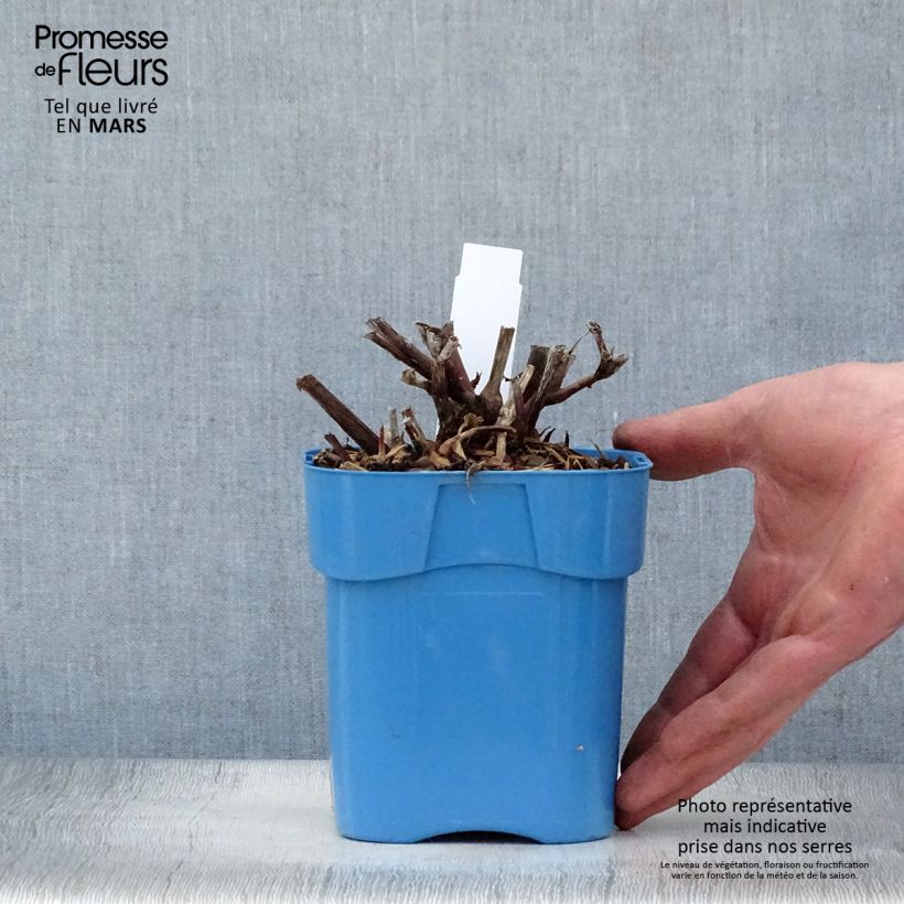 Exemplaar van Persicaria microcephala Red Dragon - Duizendknoop Pot van 1,5 l/2 l zoals geleverd in de lente