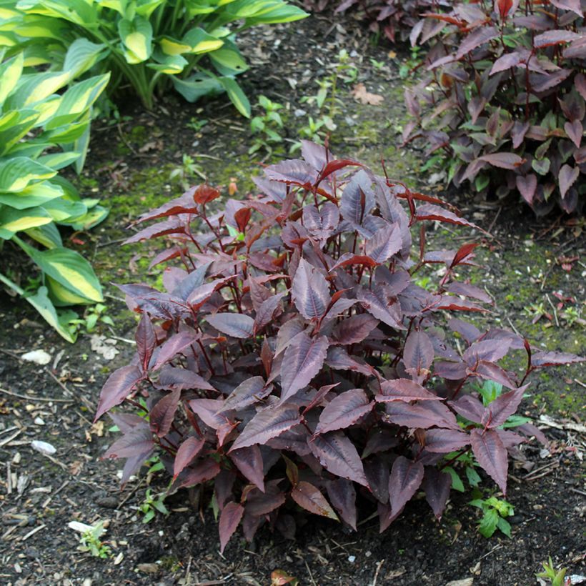 Persicaria microcephala Red Dragon - Duizendknoop (Groeiplaats)