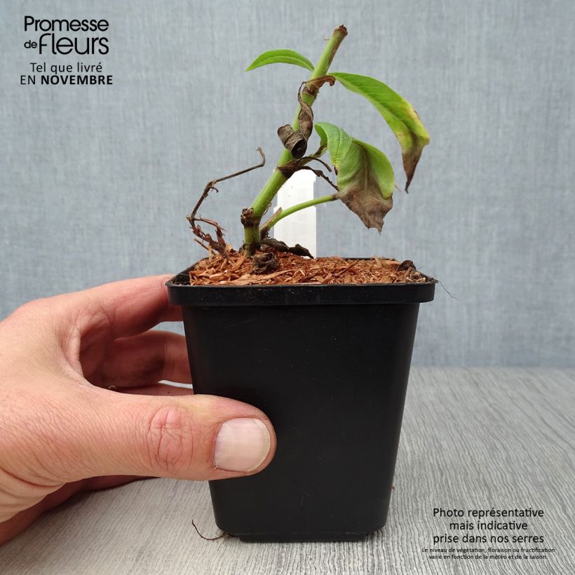 Exemplaar van Persicaria polymorpha - Duizendknoop Kweekpotje van 8/9 cm zoals geleverd in de herfst