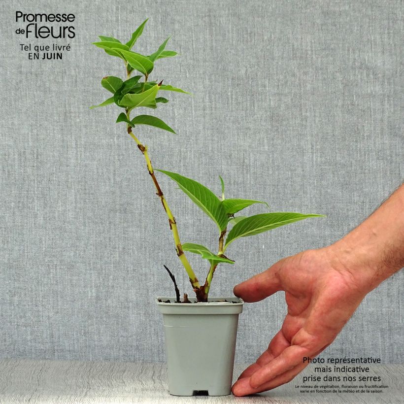 Exemplaar van Persicaria polymorpha - Duizendknoop Kweekpotje van 8/9 cm zoals geleverd in de zomer