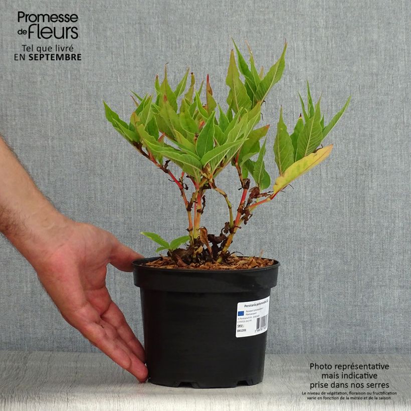 Exemplaar van Persicaria polymorpha - Duizendknoop Pot van 2 l/3 l zoals geleverd in de zomer