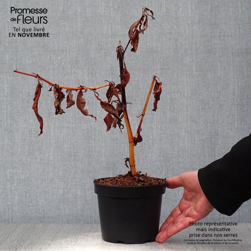 Exemplaar van Persicaria polymorpha - Duizendknoop Pot van 2 l/3 l zoals geleverd in de herfst
