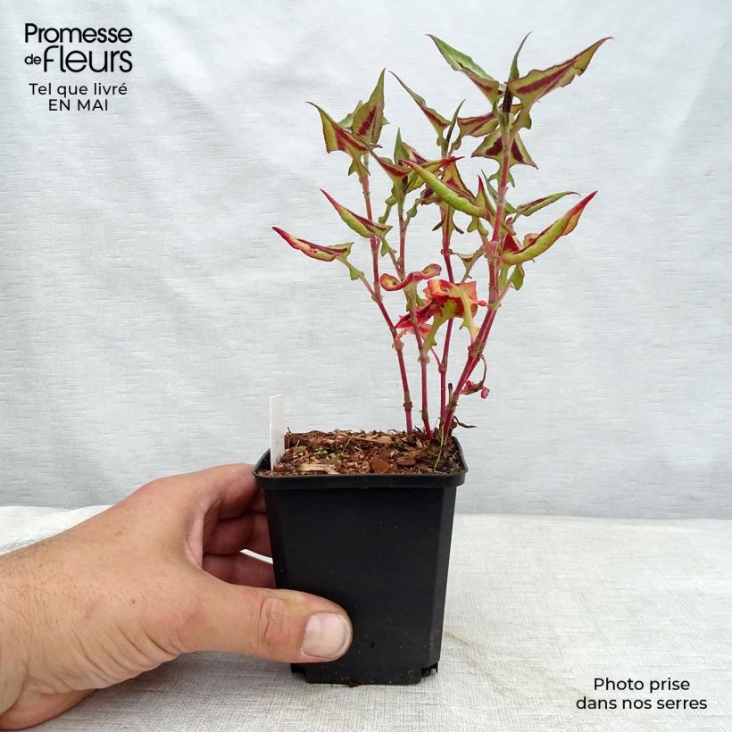 Exemplaar van Persicaria runcinata Purple Fantasy - Duizendknoop Kweekpotje van 8/9 cm zoals geleverd in de lente