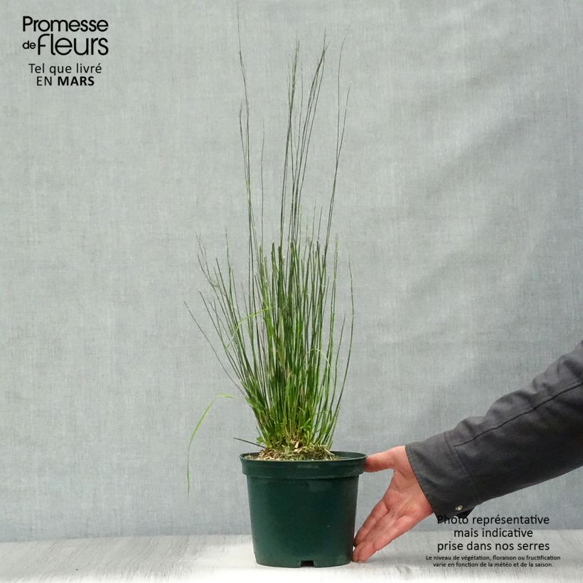 Example of Baloskion tetraphyllum - Restio tetraphyllus Pot van 2 l/3 l as you get in printemps