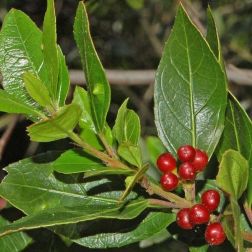 Rhamnus alaternus - Italiaanse wegedoorn (Blad)