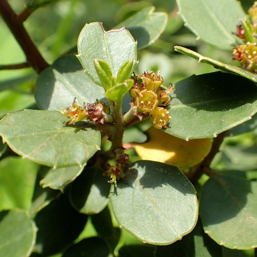 Rhamnus alaternus - Italiaanse wegedoorn (Bloei)