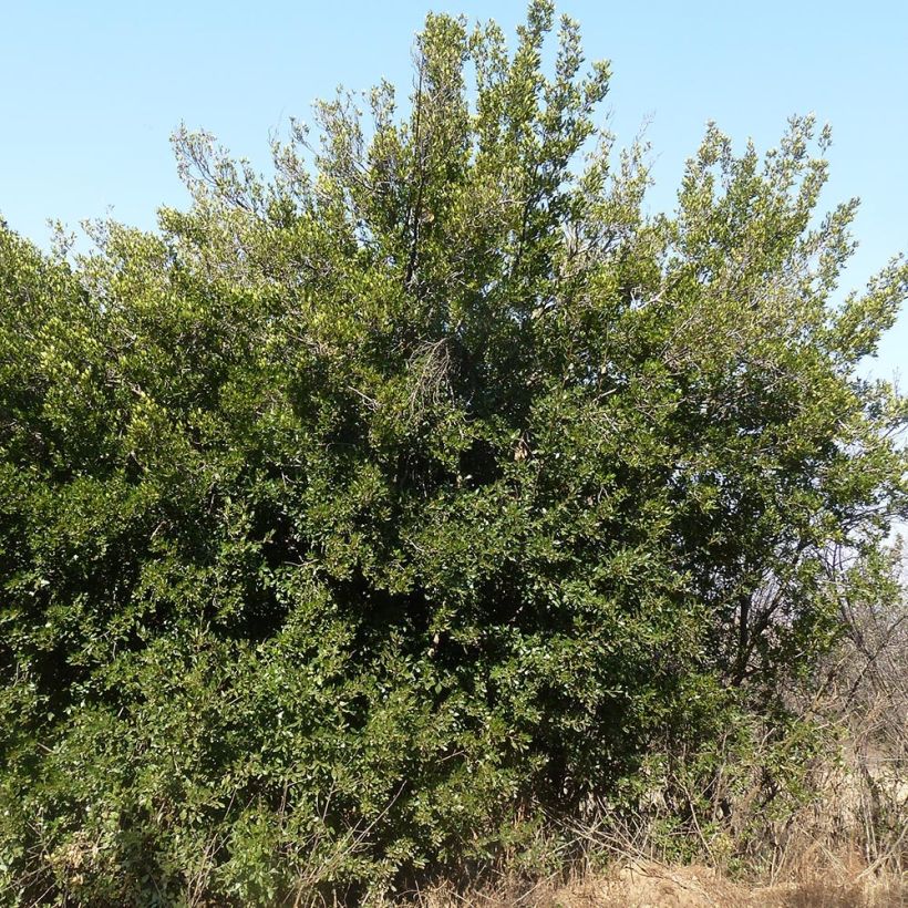 Rhamnus alaternus - Italiaanse wegedoorn (Groeiplaats)
