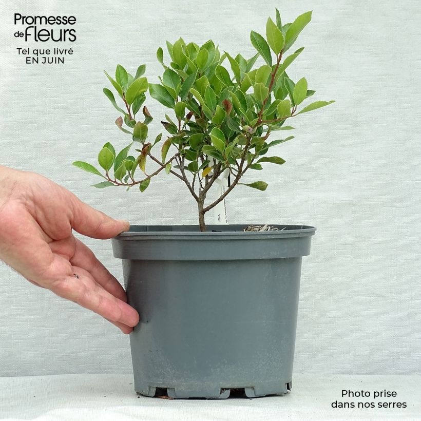 Exemplaar van Rhamnus alaternus - Italiaanse wegedoorn Pot van 2 l/3 l zoals geleverd in de zomer