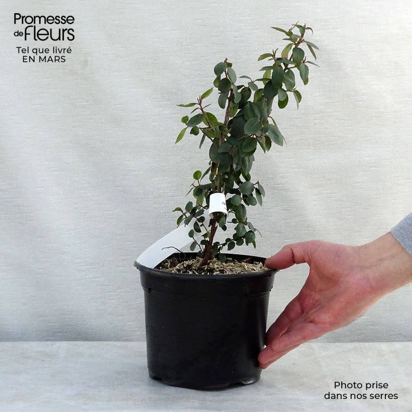 Exemplaar van Rhamnus alaternus - Italiaanse wegedoorn Pot van 2 l/3 l zoals geleverd in de lente
