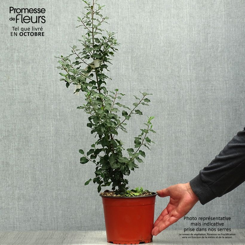 Exemplaar van Rhamnus alaternus - Italiaanse wegedoorn Pot van 2 l/3 l zoals geleverd in de herfst