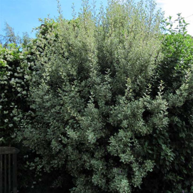 Rhamnus alaternus Argenteovariegata - Italiaanse wegedoorn (Groeiplaats)