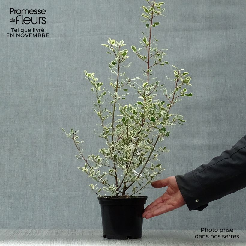 Exemplaar van Rhamnus alaternus Argenteovariegata - Italiaanse wegedoorn Pot van 2 l/3 l zoals geleverd in de herfst