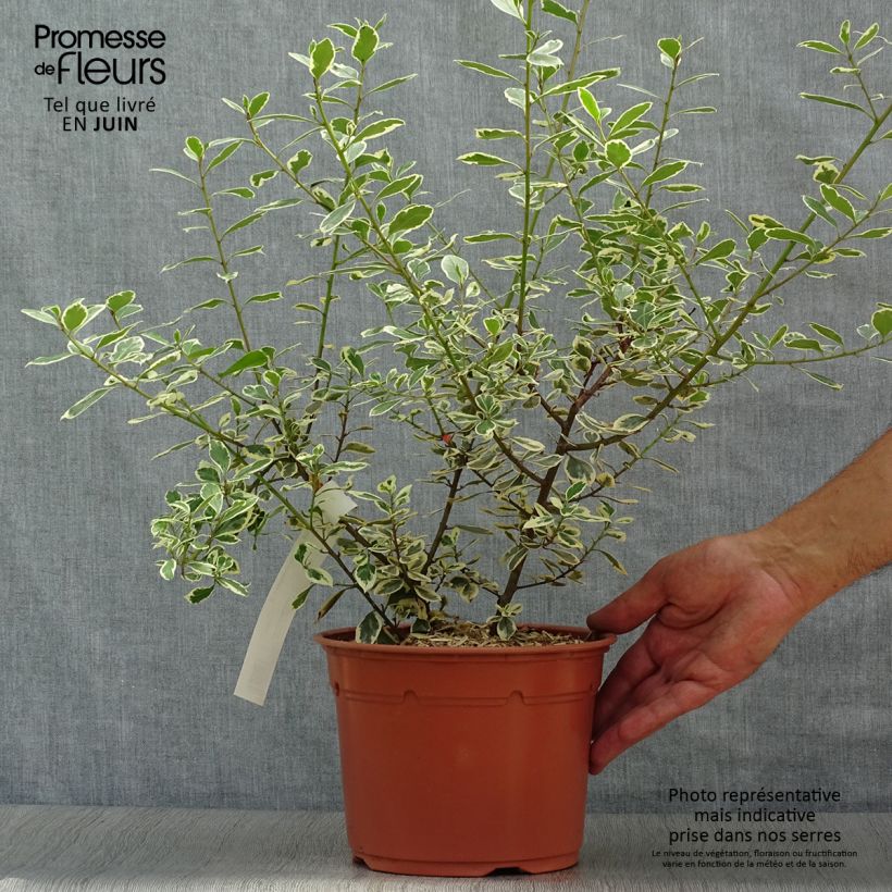 Exemplaar van Rhamnus alaternus Argenteovariegata - Italiaanse wegedoorn Pot van 2 l/3 l zoals geleverd in de zomer
