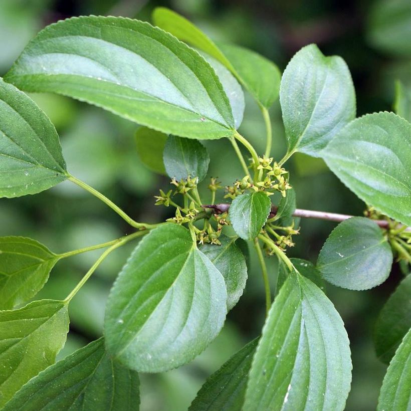 Rhamnus catharticus - Wegedoorn (Blad)