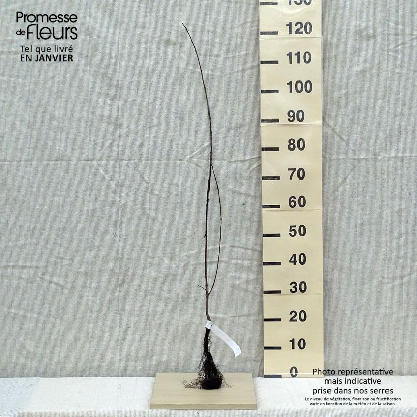 Exemplaar van Rhamnus catharticus - Wegedoorn Naakte wortel zoals geleverd in de winter