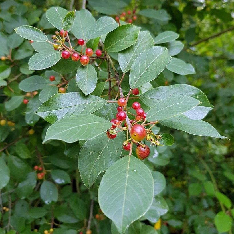 Rhamnus frangula - Sporkehout (Foliage)
