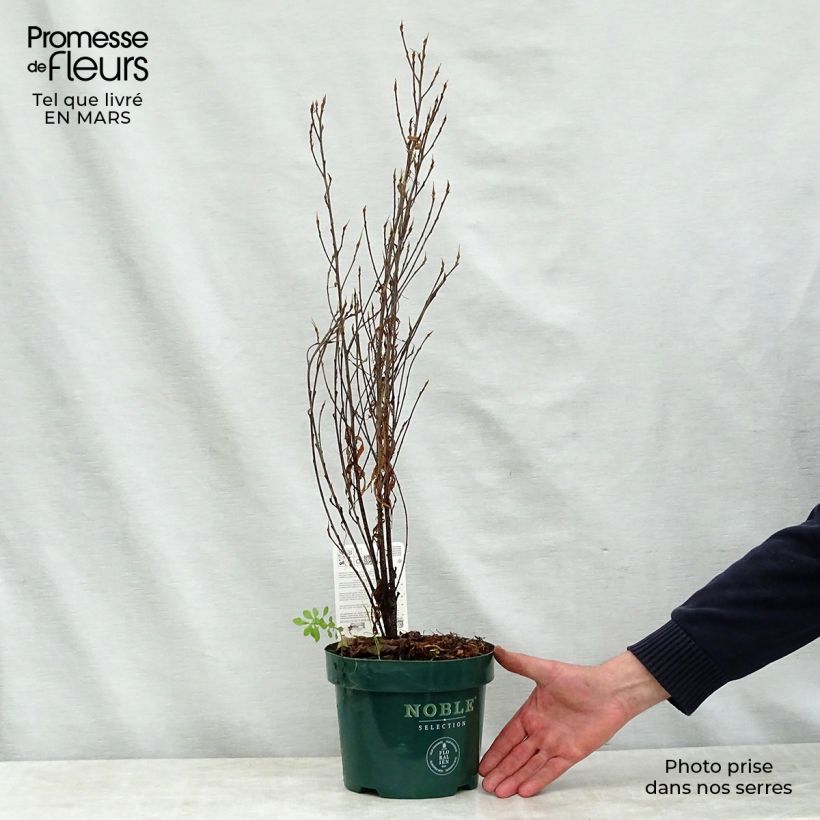 Example of Rhamnus frangula Fine Line - Sporkehout Pot van 3 l/4 l as you get in printemps