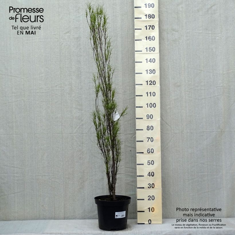 Example of Rhamnus frangula Fine Line - Sporkehout Pot van 12 l/15 l as you get in printemps