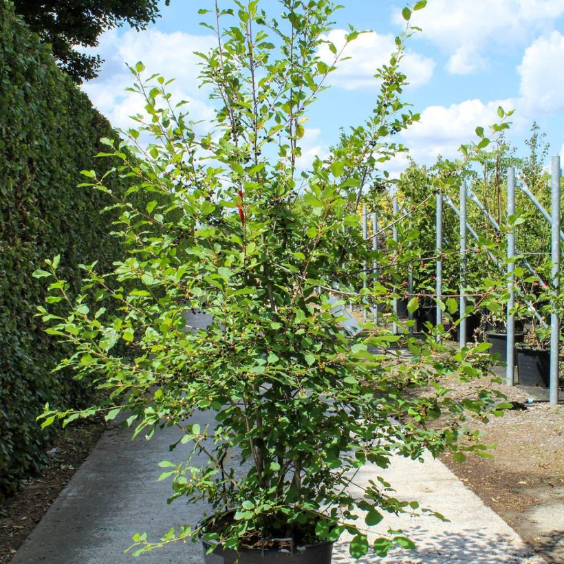 Example of Rhamnus frangula - Sporkehout Pot van 70 l/75 l, Struikvormige boom as you get in printemps