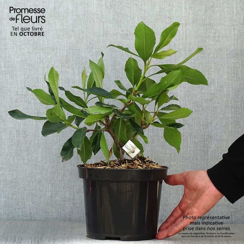 Exemplaar van Rhaphiobotrya Coppertone - néflier hybride Pot de 3L/4L zoals geleverd in de herfst