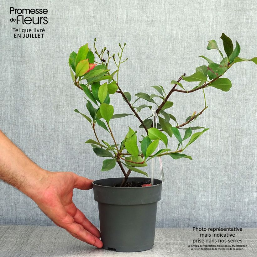 Exemplaar van Rhaphiolepis Pink Cloud - Indische haagdoorn Pot van 1,5 l/2 l zoals geleverd in de zomer