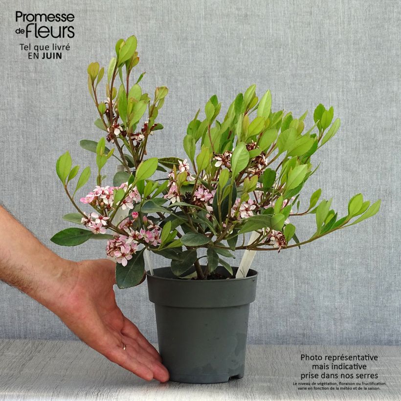 Exemplaar van Rhaphiolepis Pink Cloud - Indische haagdoorn Pot van 1,5 l/2 l zoals geleverd in de lente