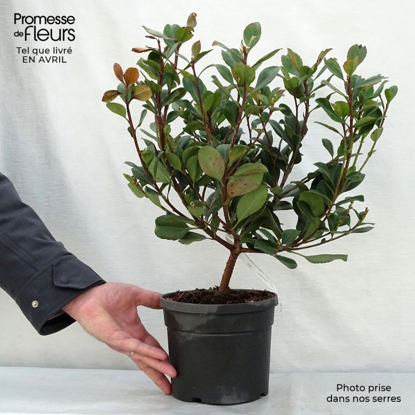 Exemplaar van Rhaphiolepis Spring Time - Indische haagdoorn Pot van 3 l/4 l zoals geleverd in de lente