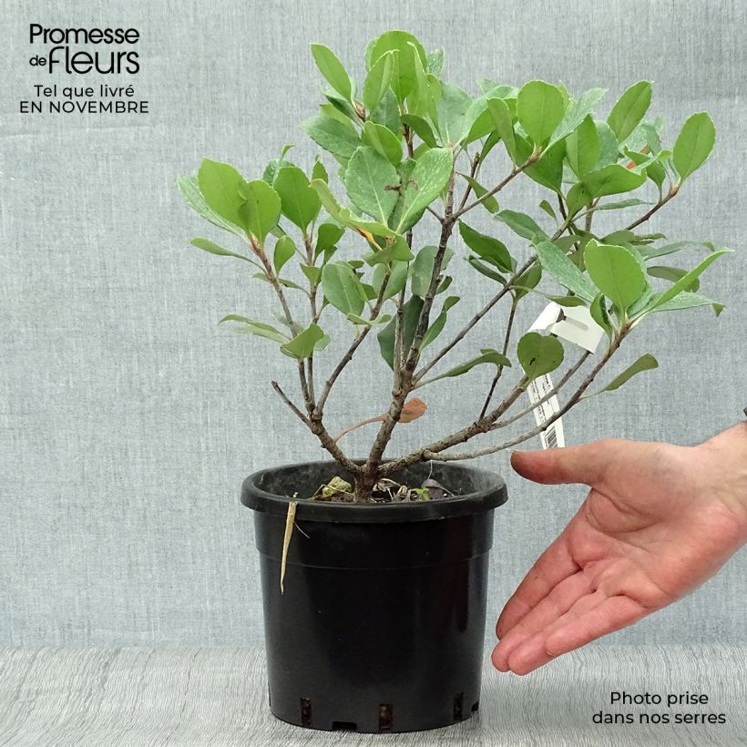 Exemplaar van Rhaphiolepis Spring Time - Indische haagdoorn Pot van 3 l/4 l zoals geleverd in de herfst