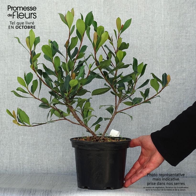 Exemplaar van Rhaphiolepis delacourii Coates Crimson - Indiase meidoorn Pot van 2 l/3 l zoals geleverd in de herfst