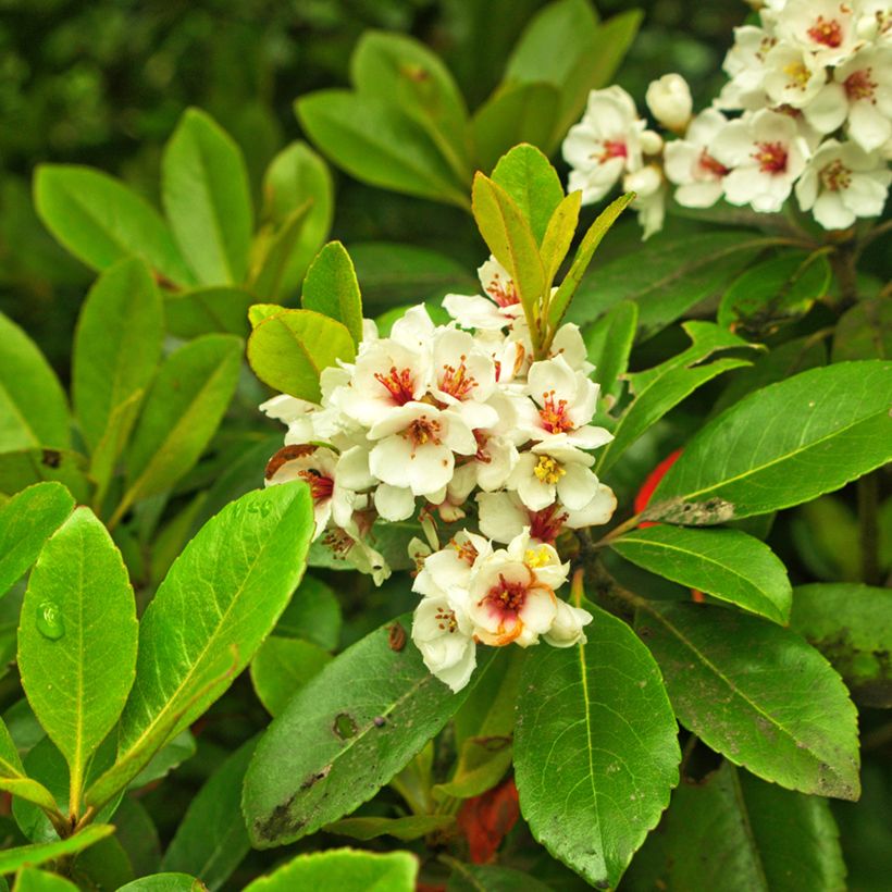 Rhaphiolepis umbellata Minor - Indiase meidoorn (Bloei)