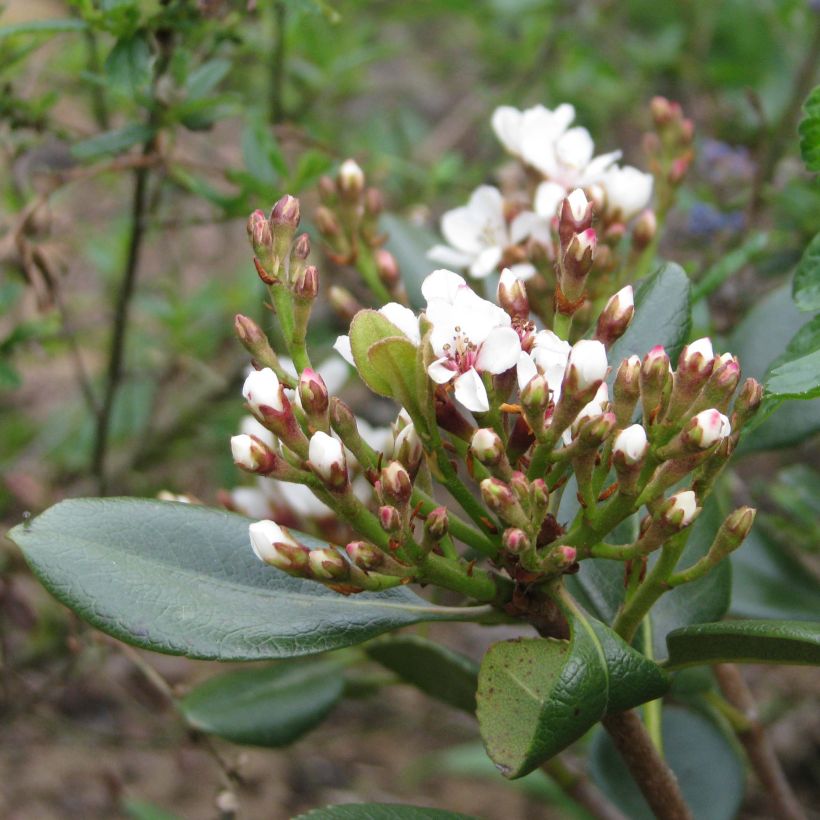 Rhaphiolepis umbellata Ovata - Indiase meidoorn (Bloei)