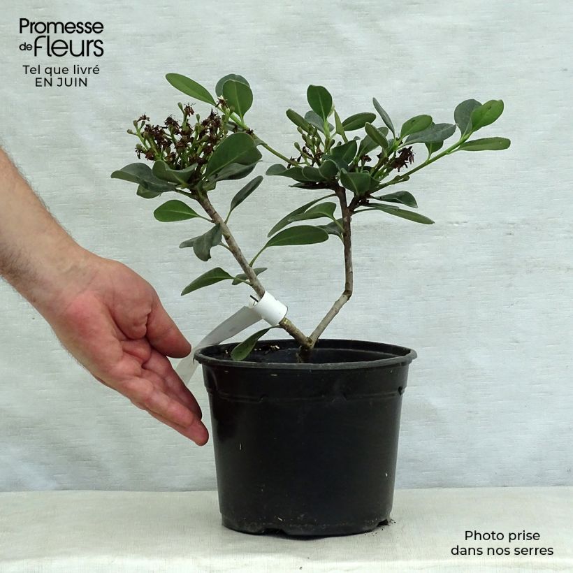 Exemplaar van Rhaphiolepis umbellata Ovata - Indiase meidoorn Pot van 2 l/3 l zoals geleverd in de zomer