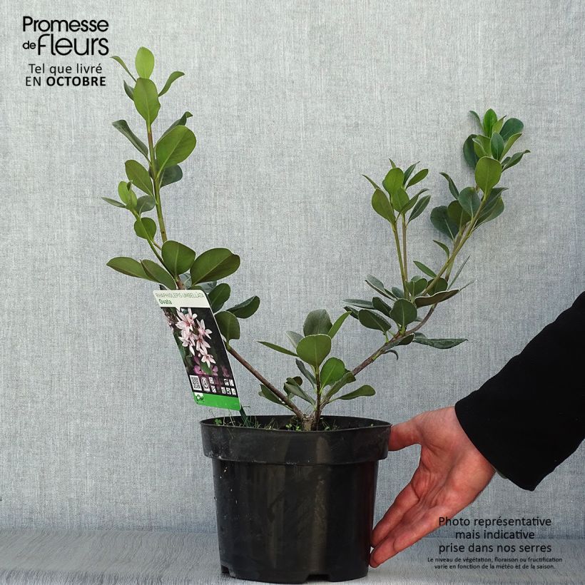 Exemplaar van Rhaphiolepis umbellata Ovata - Indiase meidoorn Pot van 2 l/3 l zoals geleverd in de herfst
